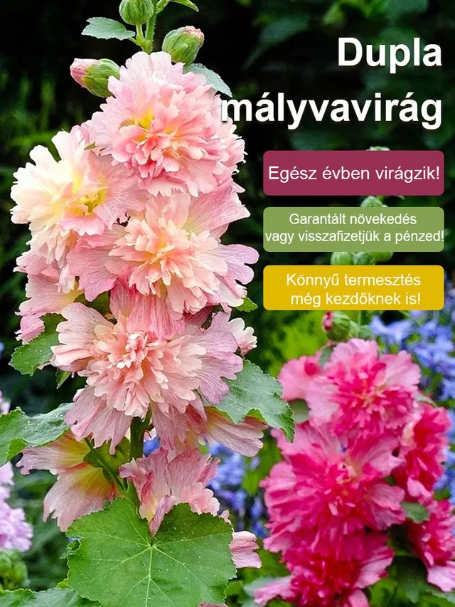 Mallow Seeds – Flowers in 8 weeks! If the seeds do not germinate within 7 days, we will refund the full amount! 💸